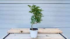 【観葉植物】シェフレラ　コンパクタ　5号鉢
