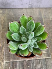 多肉　多肉植物　エケベリア　ボンビシナ