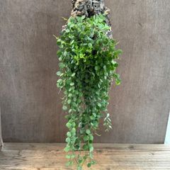 ディスキディア ヌンムラリア コルク付け 現品 Dischidia nummularia ヌムラリア ボタンオーキッド キョウチクトウ  マメヅタカズラ  ディスキディア属 観葉植物 観葉 植物 つる性 ハンギング インテリア プレゼント かわいい おしゃれ