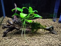 374．流木付き水草 アヌビアスナナ 南米ウィローモス