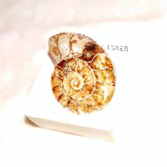 アンモナイトの化石（Ammonite Polished）