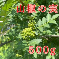 2024年最新】山椒の実 500gの人気アイテム - メルカリ