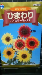 ひまわり バイカラー ミックス 向日葵 種 郵便 ３袋セット