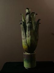 沖縄県内直接引渡し可】ビカクシダ ホルタミー 特大株 - メルカリ