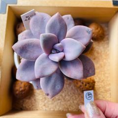 ピーチフロスト　多肉　多肉植物　45