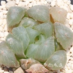 マスカット ハオルチア Mサイズ5.5ｃｍポット hawrthia Muscat 多肉植物 多肉永遠