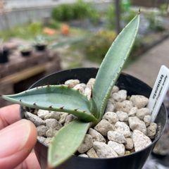 Agave parryi var truncata seedling 実生苗
