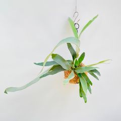 【385V】【第四種郵便発送】ビカクシダ（コウモリラン）ベイチー（ビーチー）（Platycerium veitchii） の苔玉
