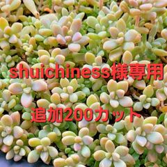 shuichiness様専用