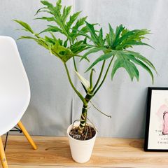 ［現品］【希少】1番　フィロデンドロン　ワルセウィッチー　8号　観葉植物　レア 在庫］【希少】☆珍しい☆ フィロデンドロン ワルセウィッチー 8号