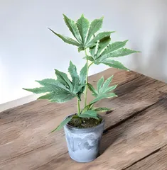 送料込み 人工観葉植物 大麻 マリファナ フェイクグリーン 造花 PE素材 b658c29fc0be3216316b7f49771f54