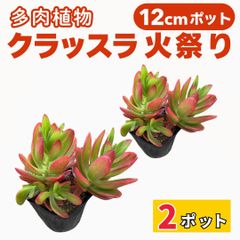 クラッスラ 火祭り 12cm ポット 2個セット 多肉植物 販売 観葉植物 産地直送 苗