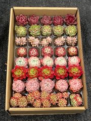⑲大きめ苗! 子株2こ付きそわそわ❣️祭囃子❣️群生ちょこん❣️6苗メルカリ便込 ⑲大きめ苗! 子株2こ付きそわそわ❣️祭囃子❣️群生ちょこん❣️