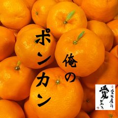 愛媛産　太田ポンカン　秀品5kg
