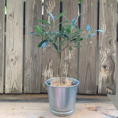 2025年最新】ココスヤシ シルバーリーフの人気アイテム - メルカリ