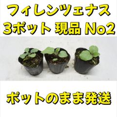 A-STYLE ヴィオレッタ・ディ・フィレンツェナス 苗 3ポット 現品 No2(北海道、九州、沖縄地域購入不可)