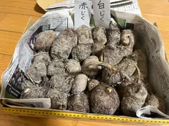 宅配 里芋 種芋 1.2kg 土垂 小芋 無農薬 発芽済み その他