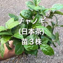 ⭐️⭐️日本茶の苗木3株⭐️⭐️ 1650円→800円　お茶の苗木　お茶苗　チャノキ　チャノキ苗抜き苗　お茶の苗　チャノキの苗　日本茶苗