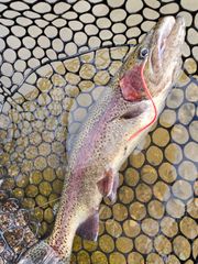 【らーてりっち】管釣り　エリアトラウト 海鱒スパイラルtrigger 管釣り エリアトラウト【形状記憶】海鱒スパイラルtrigger 3本