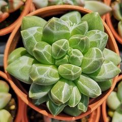 d*k様 ユーフォルビア ムランジーナ 現地球 超特大良型株 ベアルート ユーフォルビア ムランジーナ 現地球 超特大良型株 ベアルート