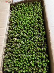 新入荷 ギョクシキン アエオニウム ZM1505×15鉢 抜き苗 多肉植物