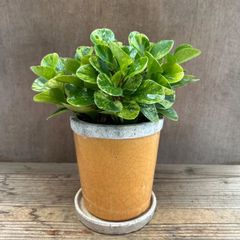 ペペロミア Ｏ．ゴールデンゲート　鉢付き　現品　  Peperomia obtusifolia 'Green Gold'　 観葉植物 観葉 植物  インテリア おしゃれ かわいい プレゼント おすすめ 艶やか かわいらしさ 片思い