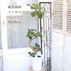 フィカス エベレスト 7号鉢 観葉植物 鉢植え 希少 - メルカリ