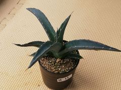 アガベホリダ抜き苗1株(鉢などは付きません)プランツタグつきH11