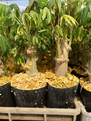 キャッサバ 苗 5本　Cassava Mandioca Yucca タピオカ tapioca3月中旬以降発送