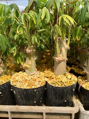 キャッサバ 苗 10本 Mandioca Yucca タピオカ tapioca - メルカリ