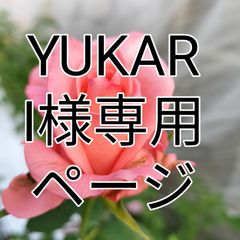 バラ  シュガープラム  50センチ２０本 ❨生花 切り花 花束❩