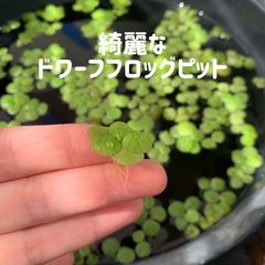 きれいなドワーフフロッグピット20株