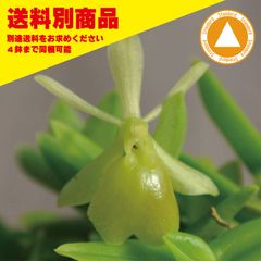 洋蘭 Epi porpax alba