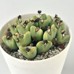 【多肉植物】メセン・コノフィツム　祝典　Conophytum 'Syukuten'