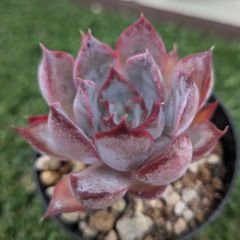 多肉植物エケベリア属ブラックアイス