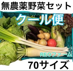 愛知県産　野菜　詰め合わせ　セット　70サイズ　産地直送　REOファーム　栽培期間中農薬不使用　クール便