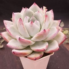 四種発送	R223	ブラックサバス	【イータニク】多肉植物　韓国苗