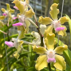 洋蘭　バンダ　2株 バンダ 洋蘭 Vanda orchid 大株 ラン 蘭 花が綺麗な洋ラン | UNI