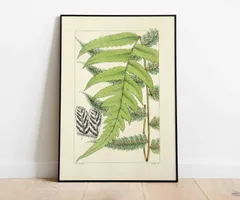 ♡130種♡フランスアンティーク植物標本ボタニカルブロカント