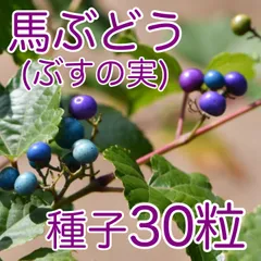 2024年最新】馬ぶどう 実の人気アイテム - メルカリ