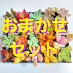 多肉植物　ミニミニ20カット【育成説明書付き】