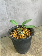 ドルステニア　フォエチダ　塊根　塊根植物　多肉　多肉植物　コーデックス