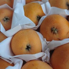 長崎特産  茂木枇杷「なつたより」 甘くて美味しい💕