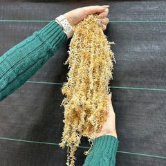 ニュージーランド産　水苔　AAAA 約2L