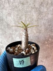 【現品限り】パキポディウム・グラキリス【A37】 Pachypodium gracilius【植物】塊根植物 夏型 コーデックス