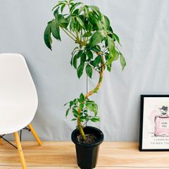［現品］86番　ツピタンサス　8号　観葉植物　室内　大型　おしゃれ　シェフレラ　ピュックレリ