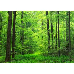 2024年最新】森林 ポスターの人気アイテム - メルカリ