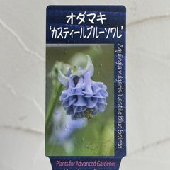 【宿根草】オダマキ・カスティールブルーソワレ　3.5号ラベル苗