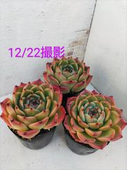 No.01　エケベリア　caesar（シーザー）