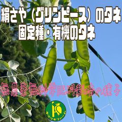 絹さや・グリンピース（固定種）のタネ　100粒　無農薬無化学肥料栽培の種子